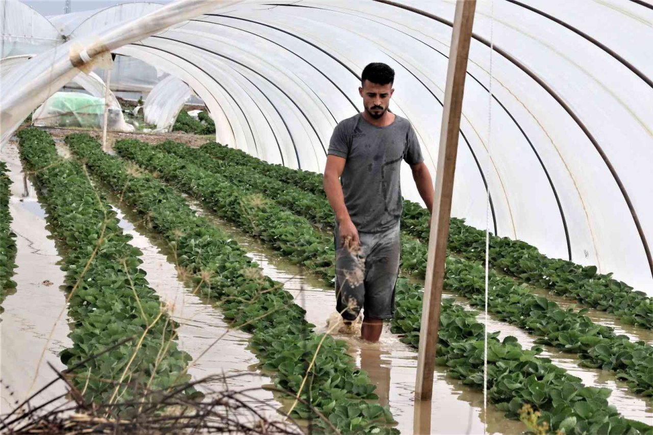 Antalya’da 1 saat etkili olan sağanak yağışta çilek seraları sular içinde kaldı