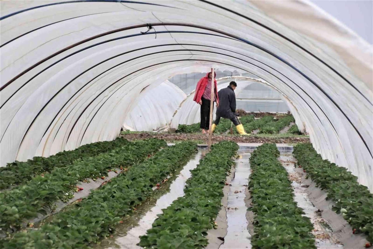 Antalya’da 1 saat etkili olan sağanak yağışta çilek seraları sular içinde kaldı