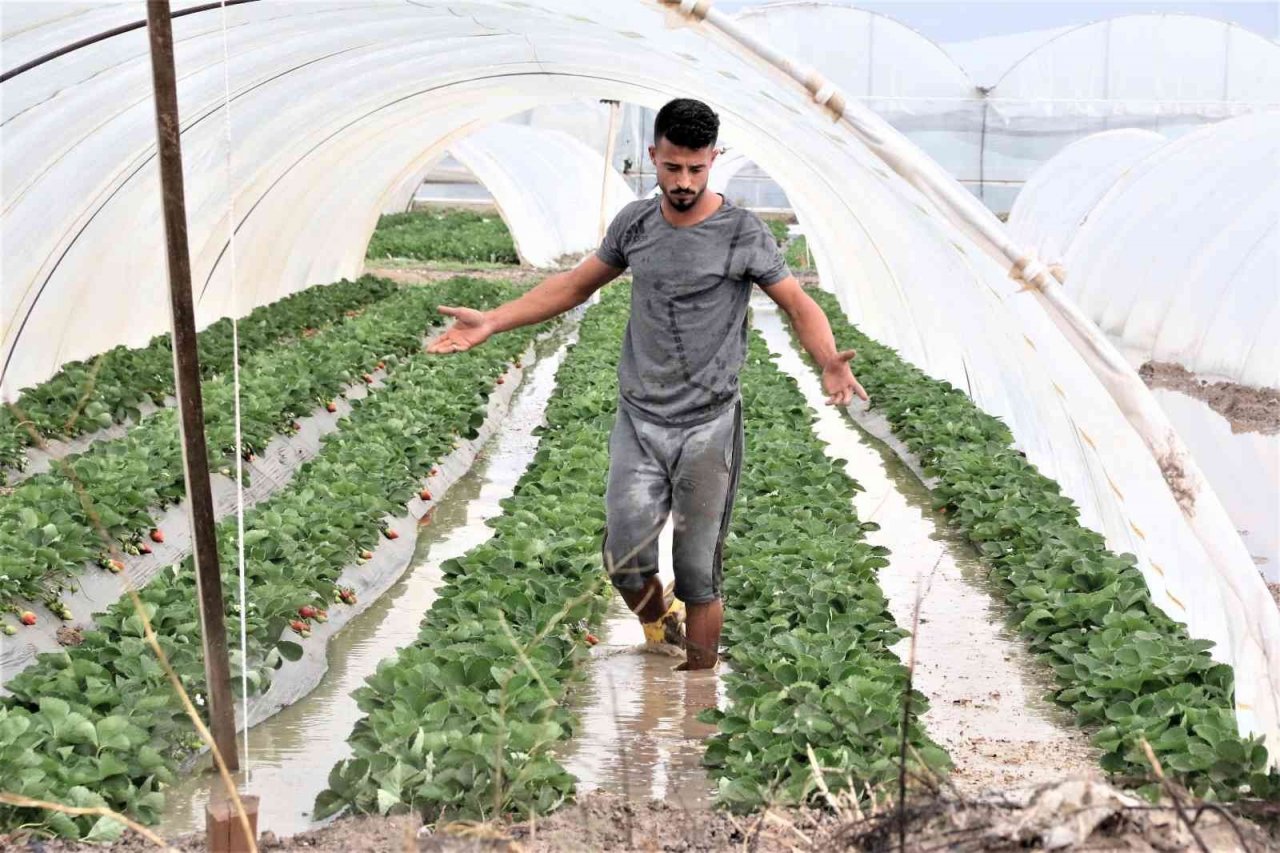 Antalya’da 1 saat etkili olan sağanak yağışta çilek seraları sular içinde kaldı