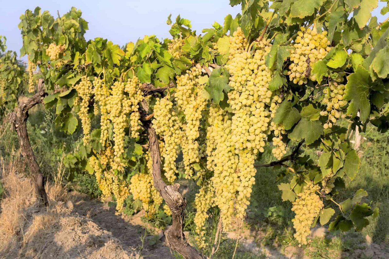 1000 rakımda yetişen üzüm, lezzetiyle damakları şenlendiriyor