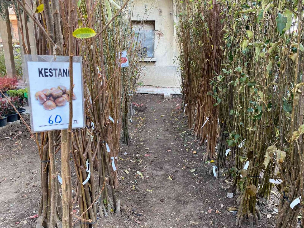 Soğuk havada revaçta olan fidanlar