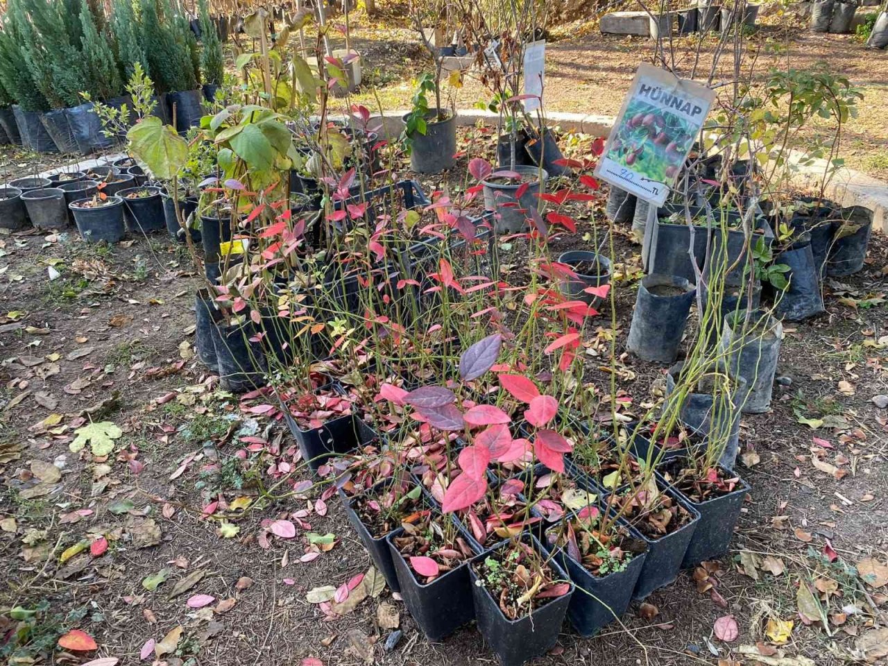 Soğuk havada revaçta olan fidanlar