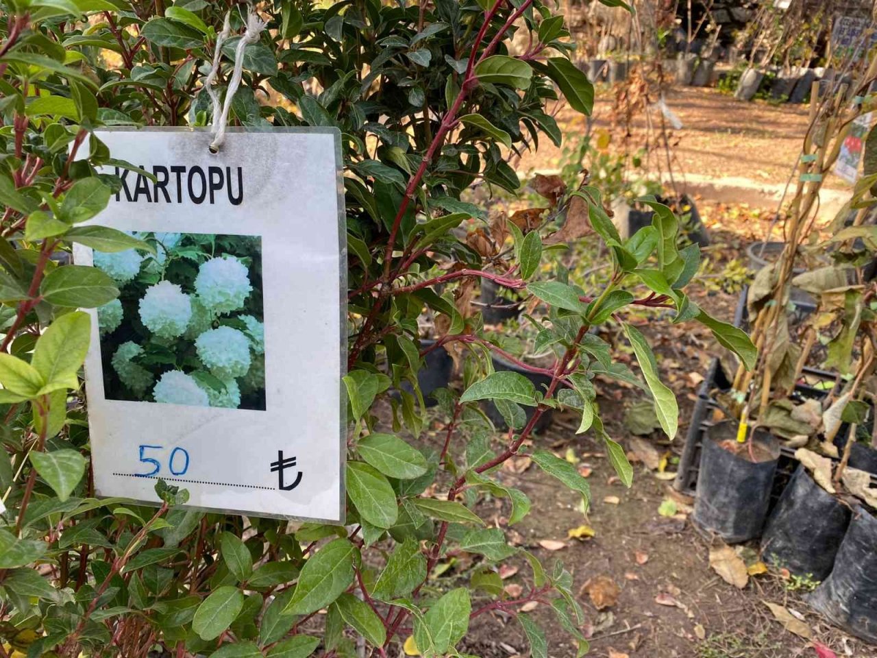 Soğuk havada revaçta olan fidanlar