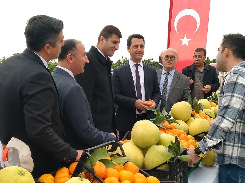 Hatay’da 905 ton ürün bekleniyor: Narenciye hasadına başlandı