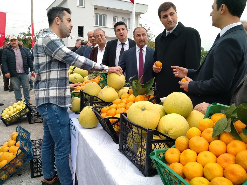 Hatay’da 905 ton ürün bekleniyor: Narenciye hasadına başlandı