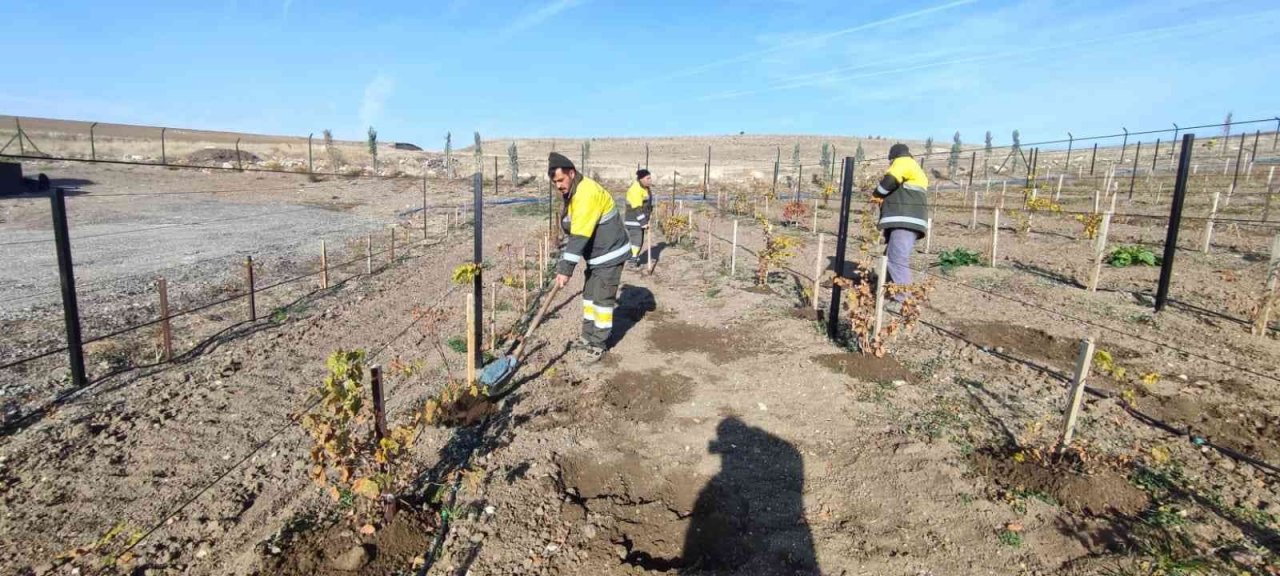 Keçiören’de üzüm bağlarında kış hazırlığı