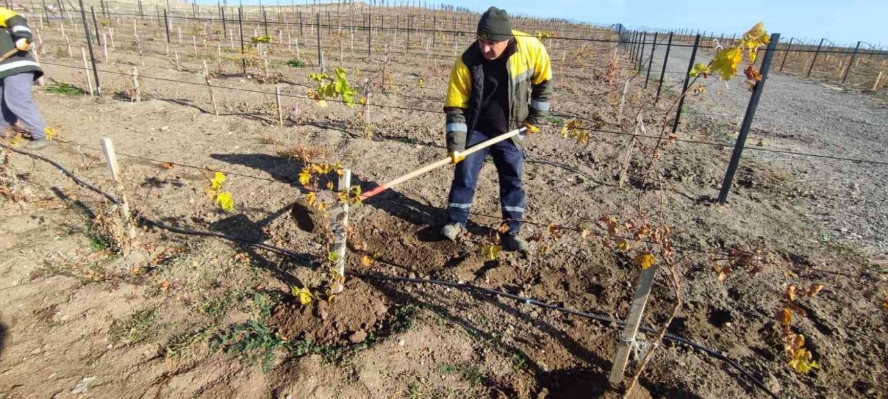 Keçiören’de üzüm bağlarında kış hazırlığı