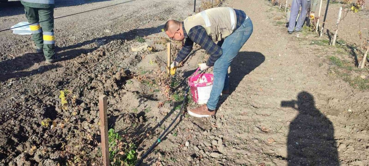 Keçiören’de üzüm bağlarında kış hazırlığı