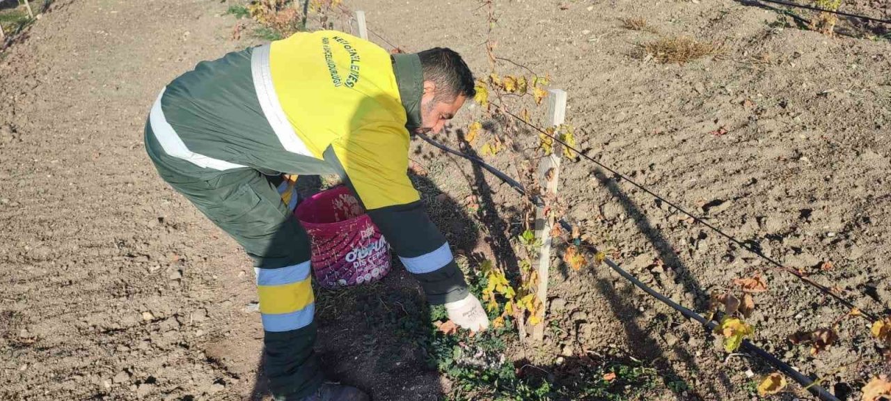 Keçiören’de üzüm bağlarında kış hazırlığı