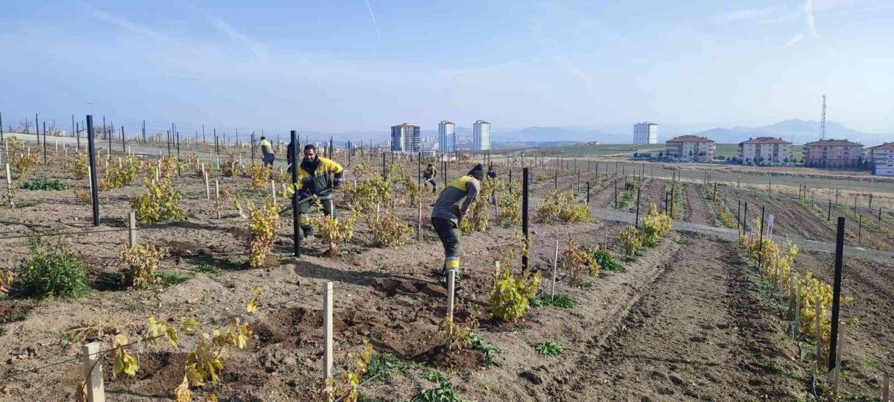 Keçiören’de üzüm bağlarında kış hazırlığı