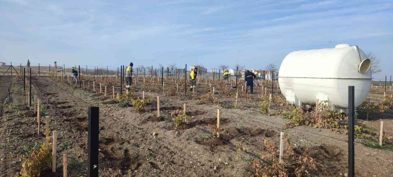 Keçiören’de üzüm bağlarında kış hazırlığı