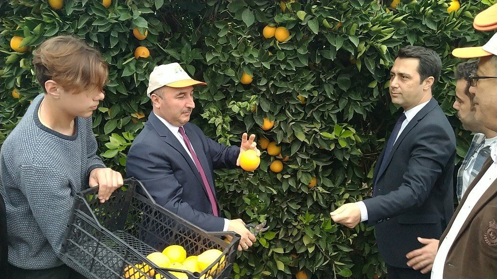 Hatay’da 905 ton ürün bekleniyor: Narenciye hasadına başlandı