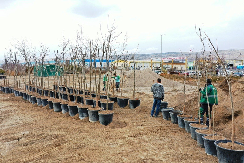 Kocasinan’da herkesin dikili bir ağacı olacak