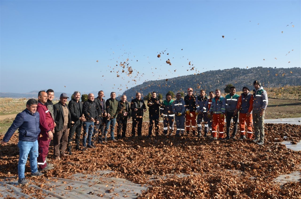 70 bin kilogram sedir tohumu toprakla buluştu