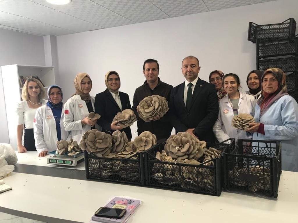 Kadınlar Tarafından Üretilen İstiridye Mantarının İlk Hasadı Yapıldı