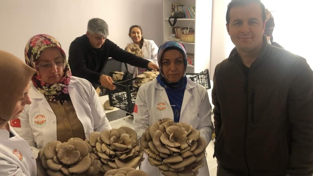 Kadınlar Tarafından Üretilen İstiridye Mantarının İlk Hasadı Yapıldı