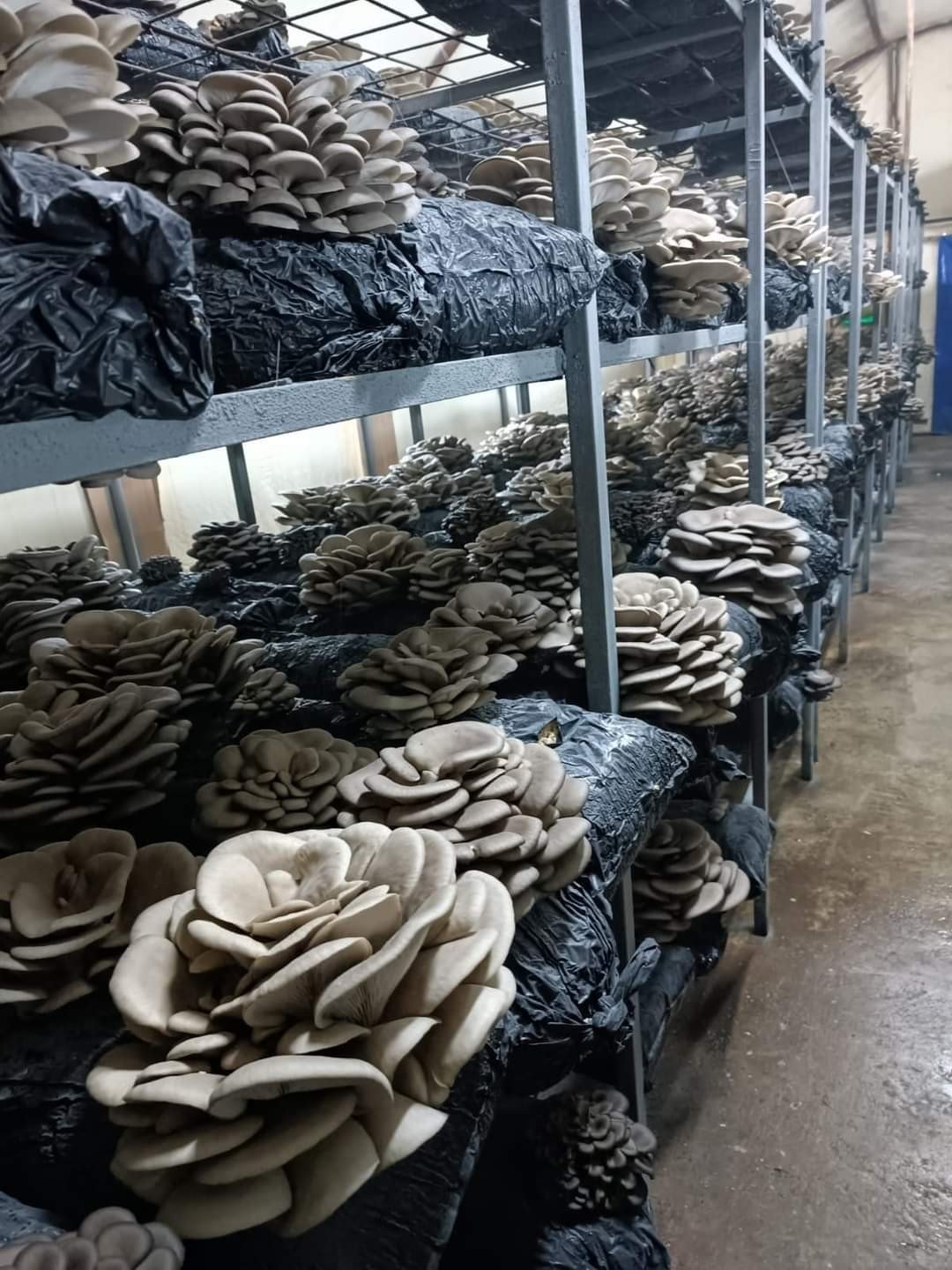 Kadınlar Tarafından Üretilen İstiridye Mantarının İlk Hasadı Yapıldı