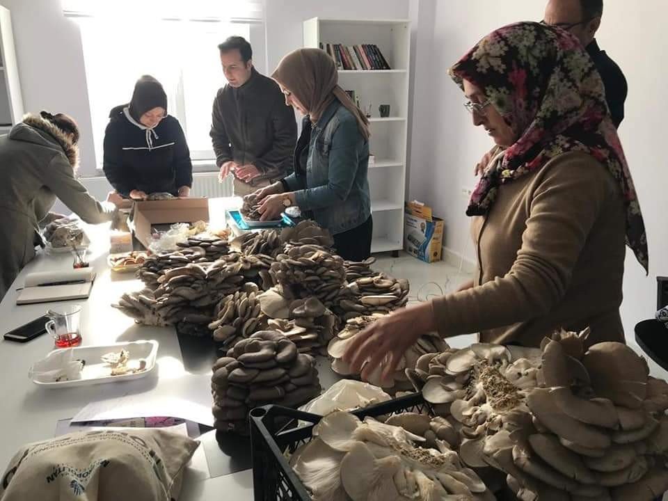 Kadınlar Tarafından Üretilen İstiridye Mantarının İlk Hasadı Yapıldı