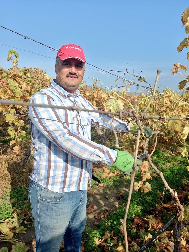 Bir yanda üzüm hasadı devam ediyor diğer yanda bağlar budanıyor
