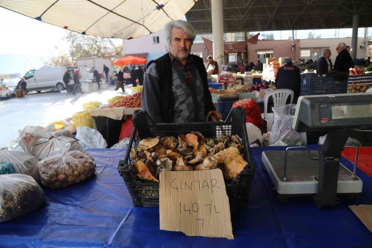 Dağdan toplanan çıntar, tezgahlara indi