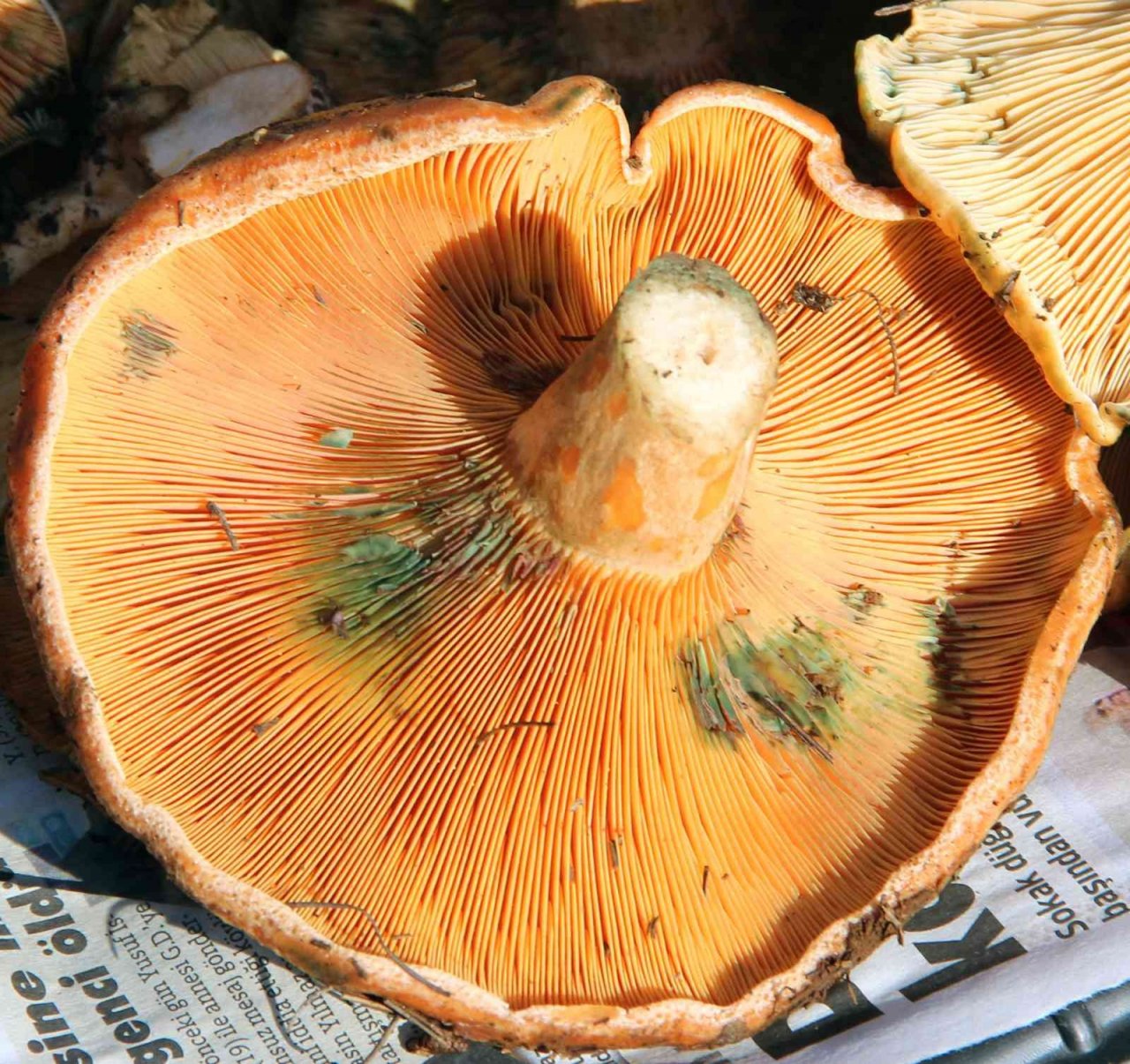 Dağdan toplanan çıntar, tezgahlara indi