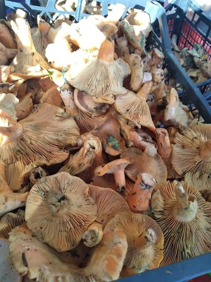 Dağdan toplanan çıntar, tezgahlara indi