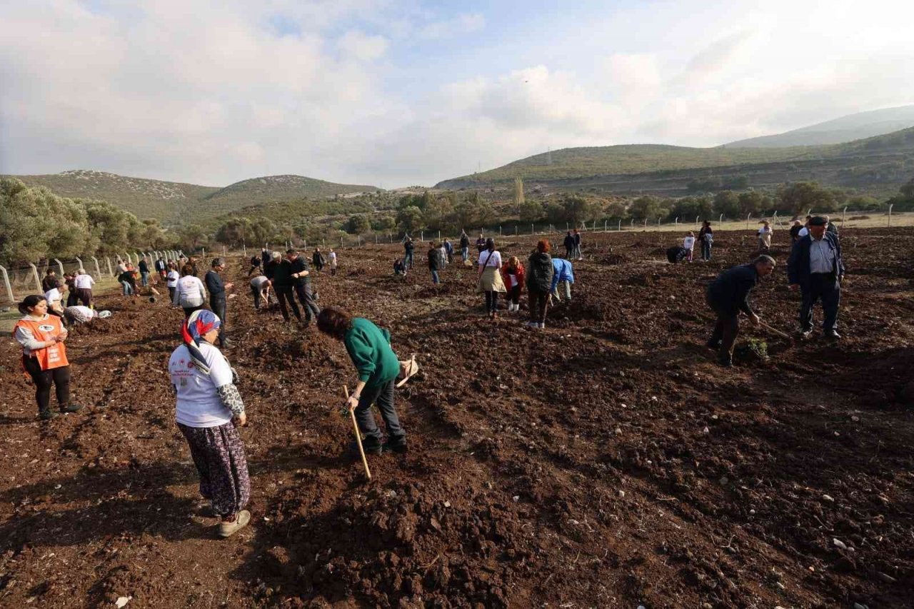 Sakız ağaçları Urla’da yeniden can buluyor