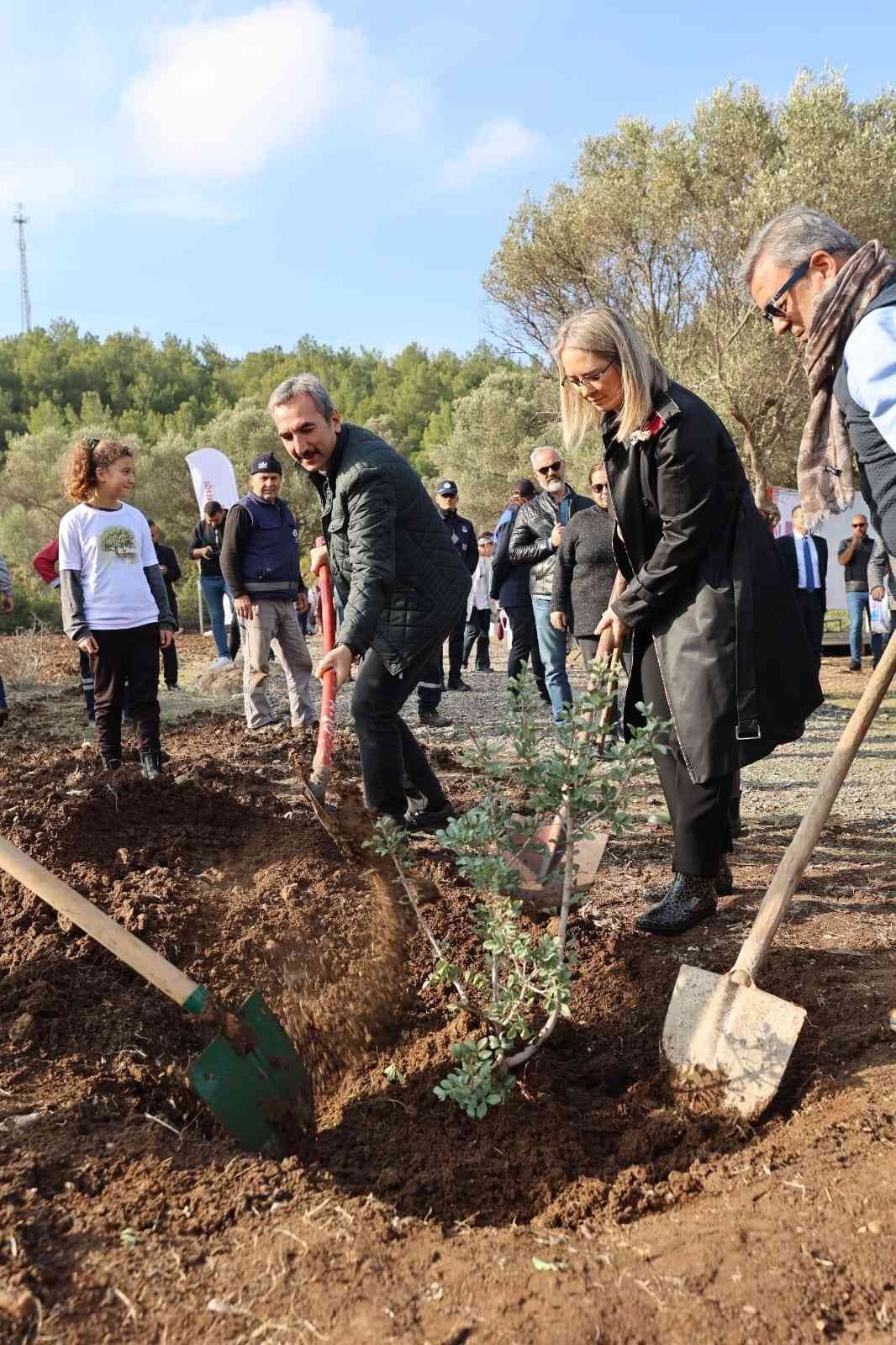 Sakız ağaçları Urla’da yeniden can buluyor