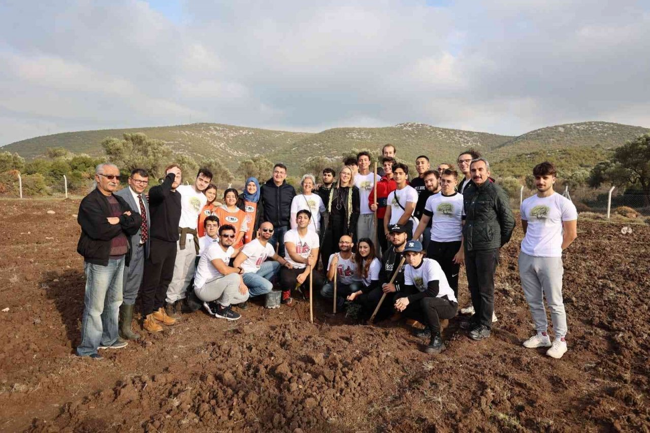 Sakız ağaçları Urla’da yeniden can buluyor