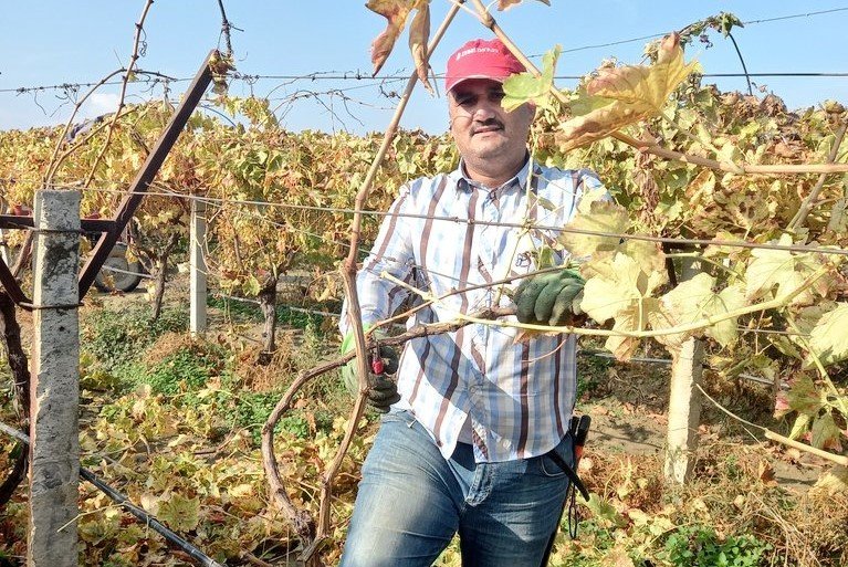 Bir yanda üzüm hasadı devam ediyor diğer yanda bağlar budanıyor