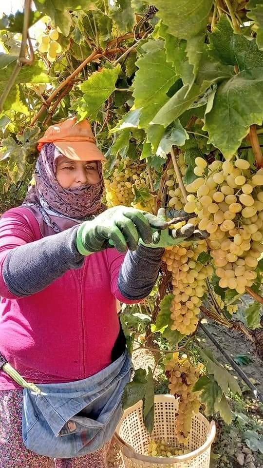Bir yanda üzüm hasadı devam ediyor diğer yanda bağlar budanıyor