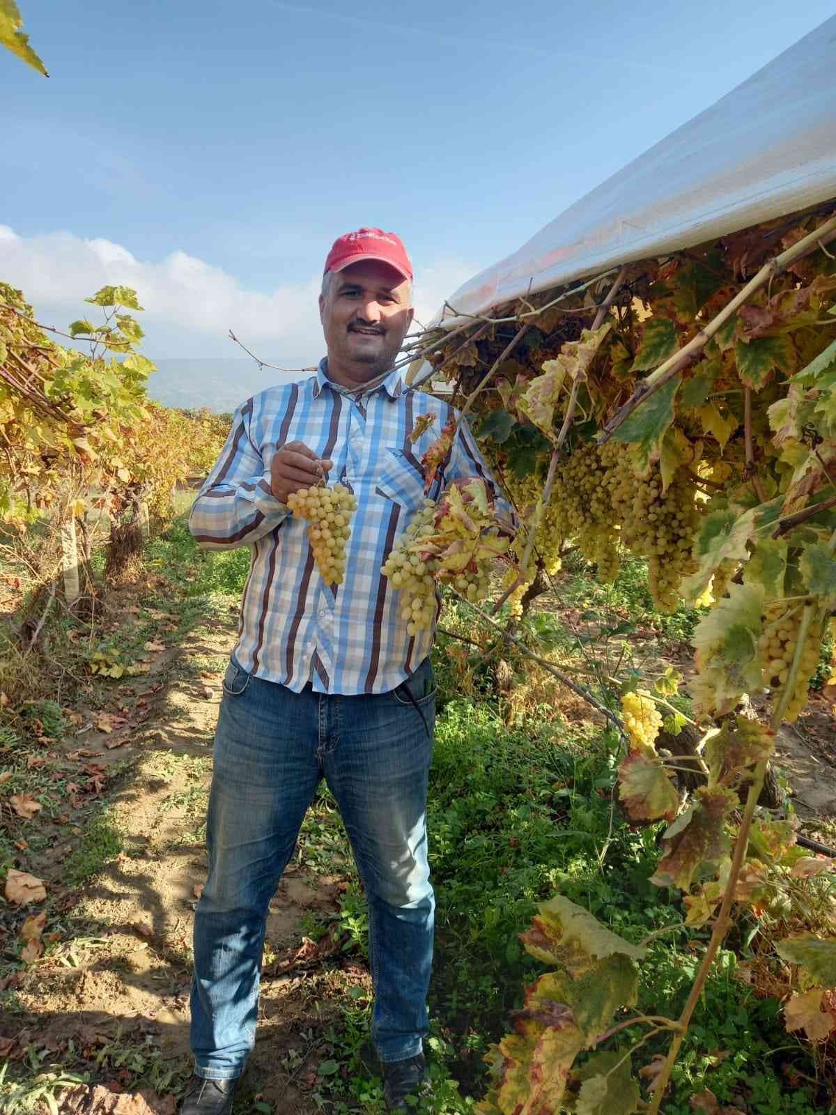 Bir yanda üzüm hasadı devam ediyor diğer yanda bağlar budanıyor