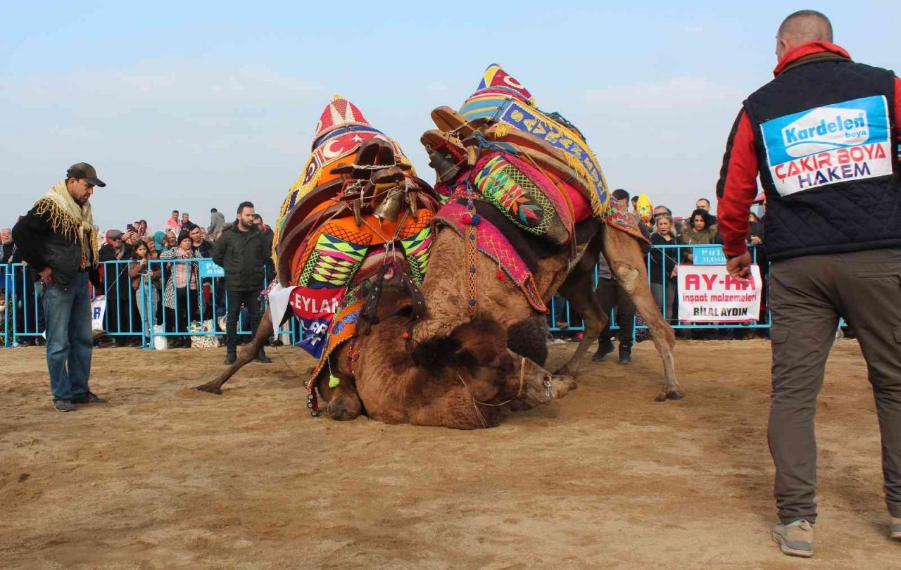 Alaşehir’de deve güreşlerine büyük ilgi