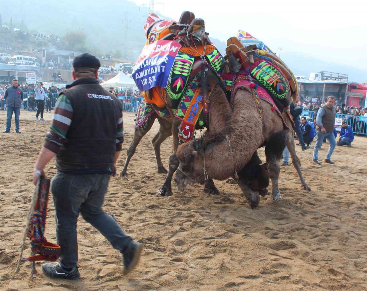 Alaşehir’de deve güreşlerine büyük ilgi