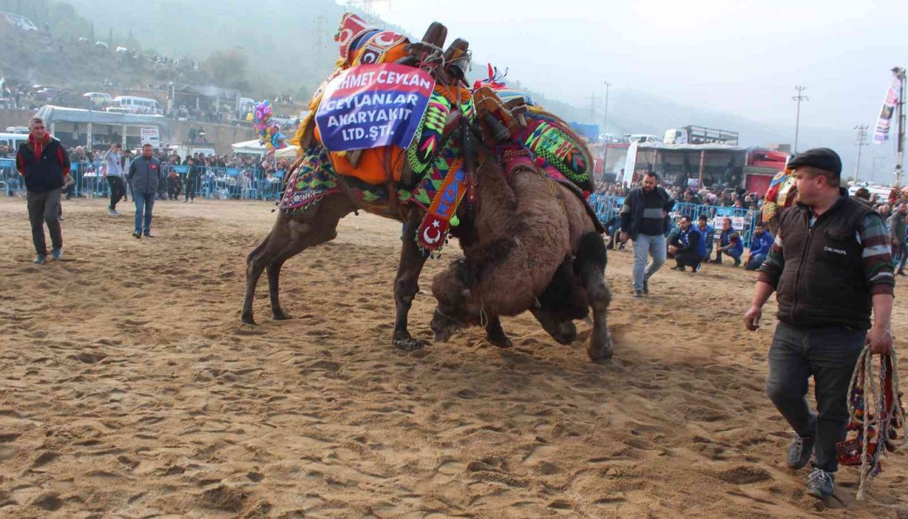 Alaşehir’de deve güreşlerine büyük ilgi