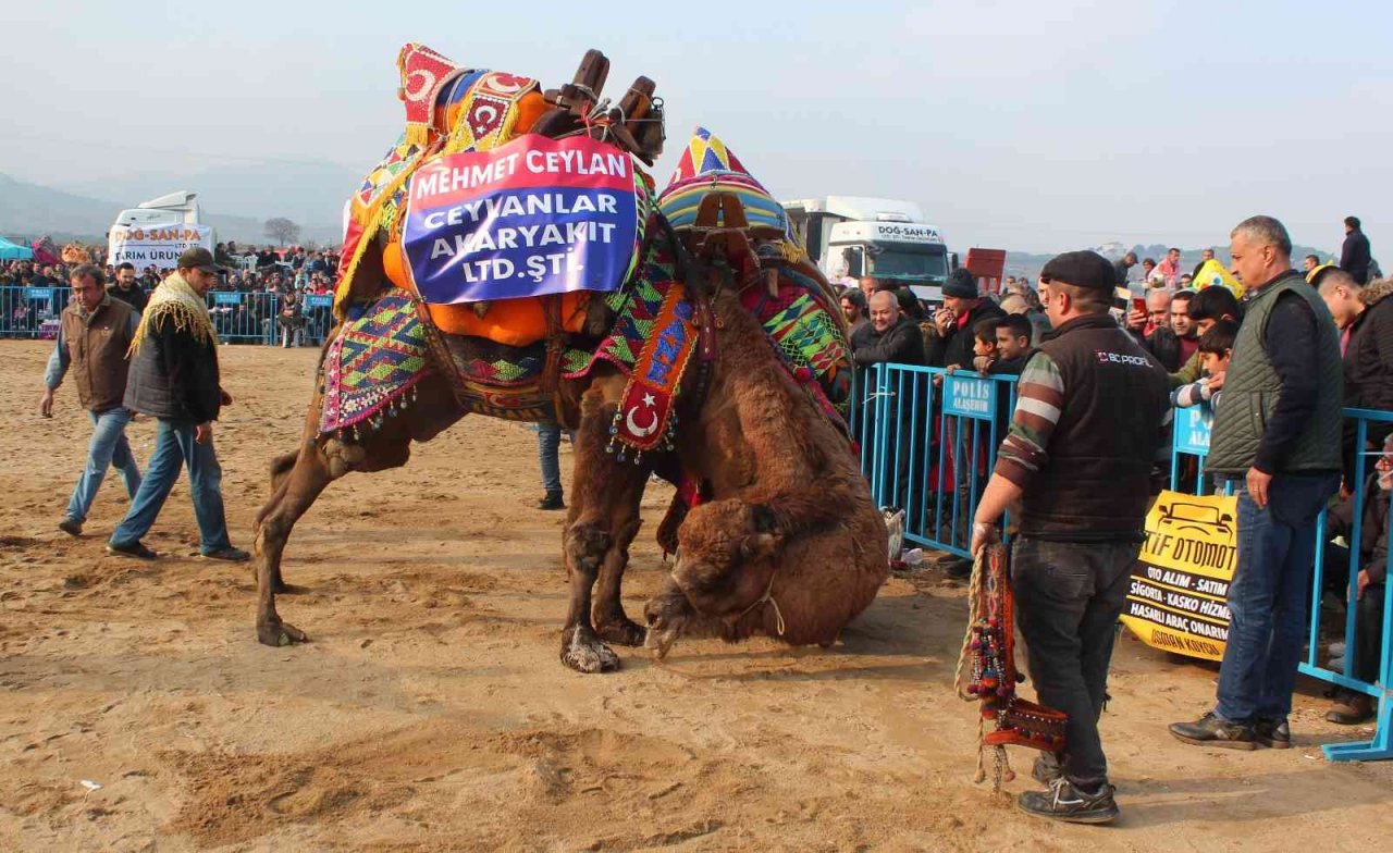 Alaşehir’de deve güreşlerine büyük ilgi