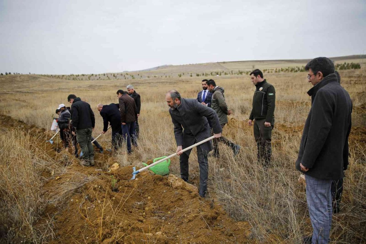 Baberti Külliyesi yeni ağaçlarla renkleniyor