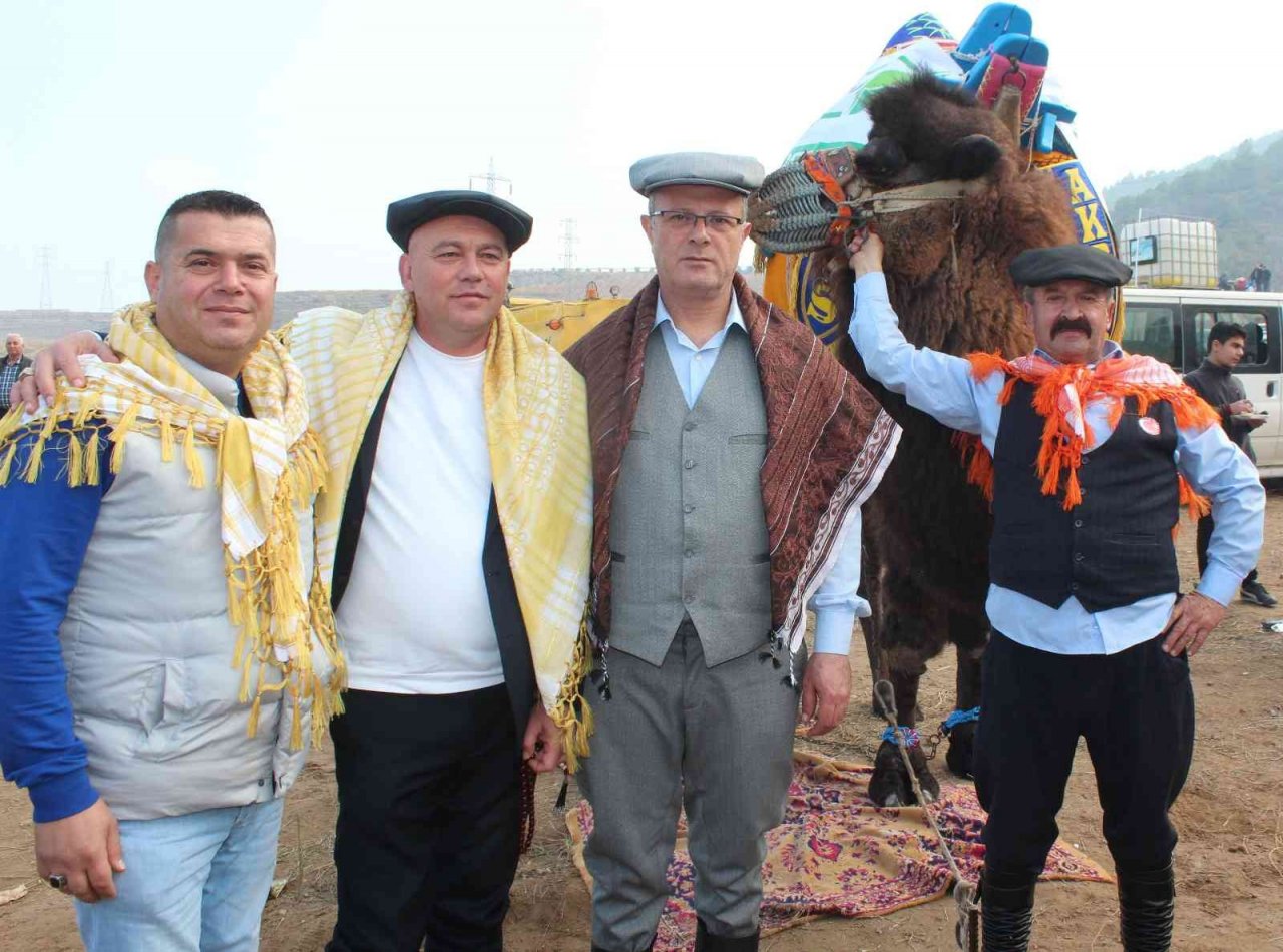 Alaşehir’de deve güreşlerine büyük ilgi