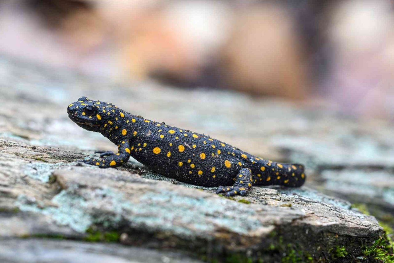 Bitlis’te Anadolu benekli semenderi ailesi görüntülendi