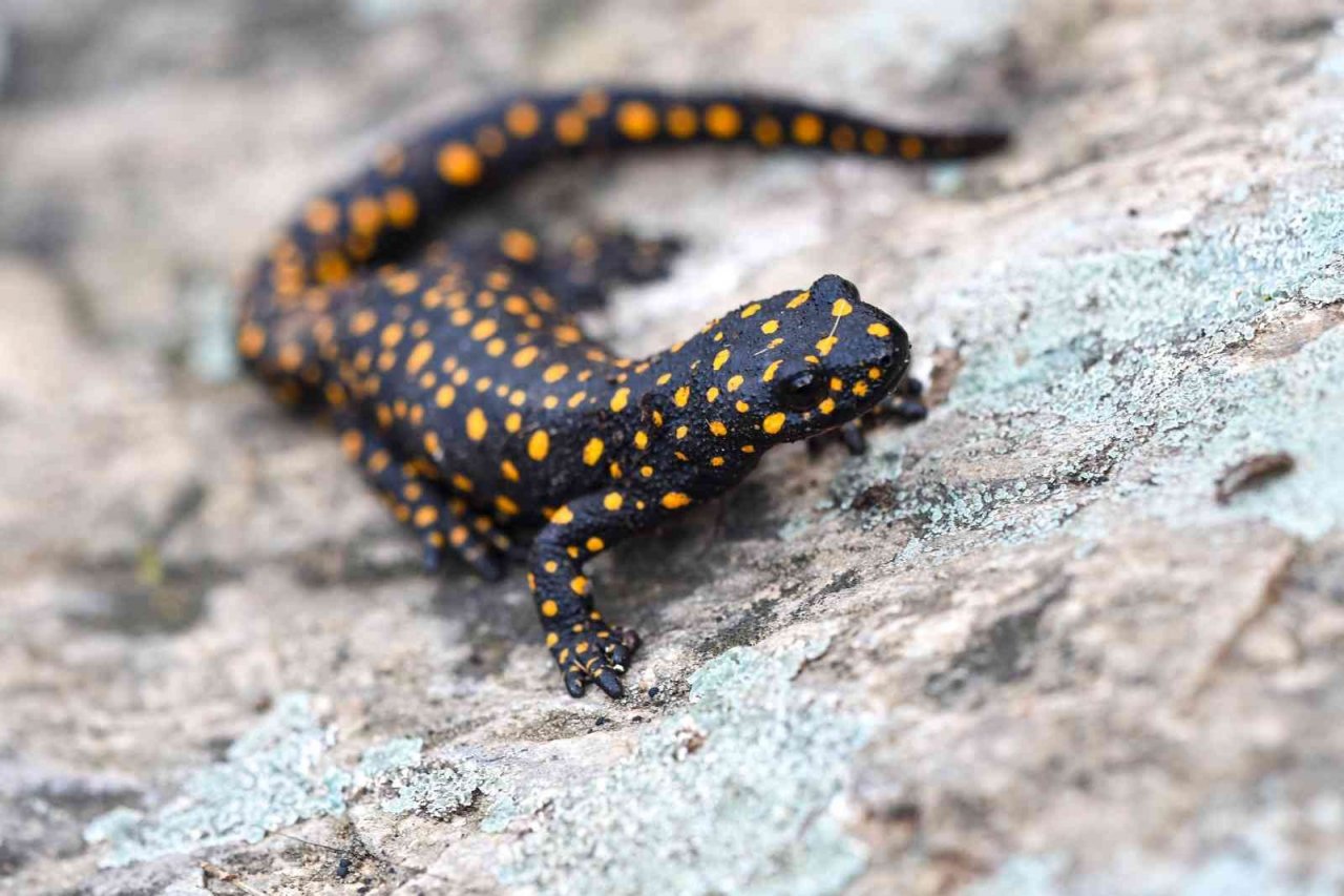 Bitlis’te Anadolu benekli semenderi ailesi görüntülendi