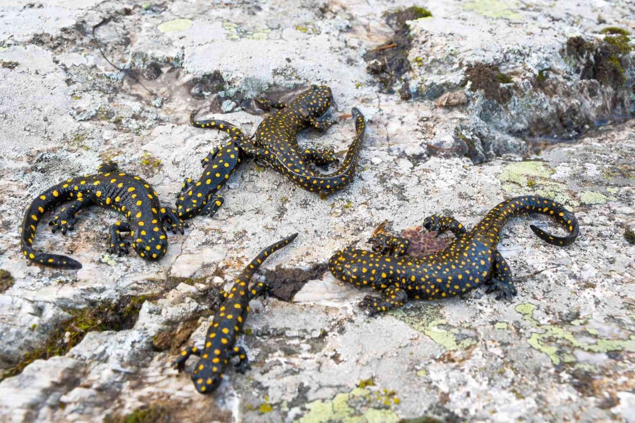 Bitlis’te Anadolu benekli semenderi ailesi görüntülendi