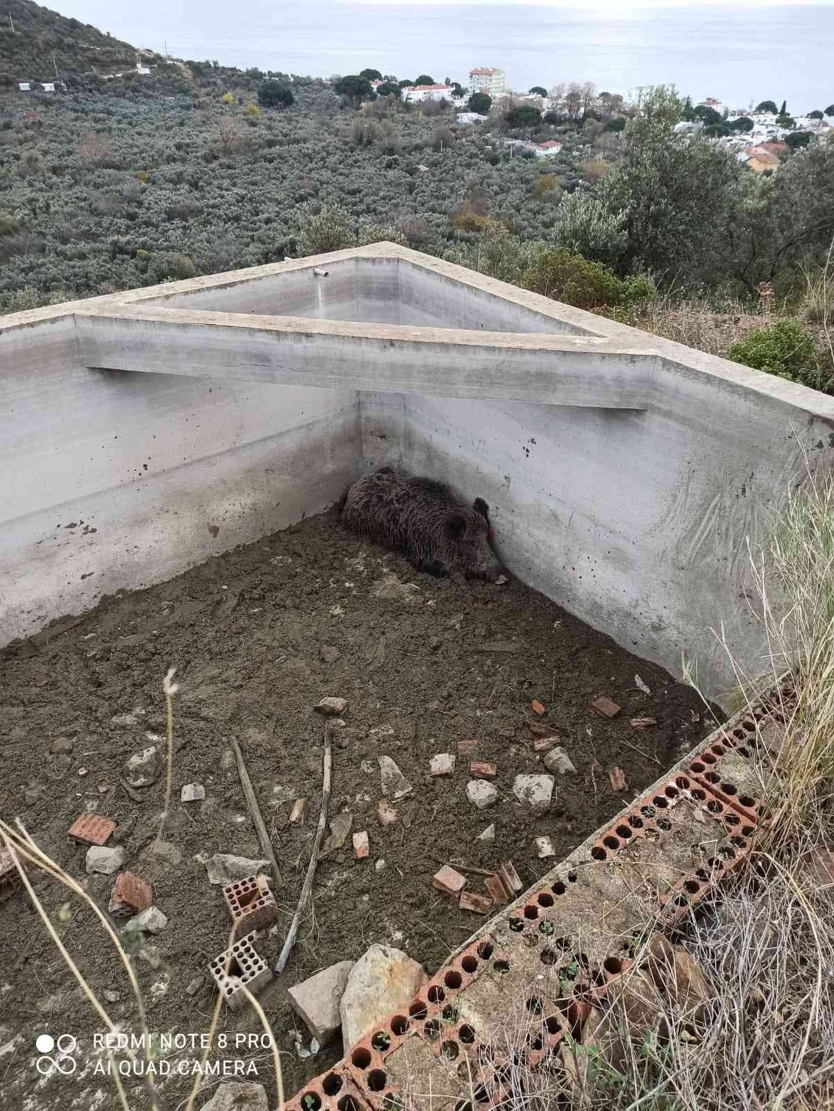 Sulama havuzuna düşen hayvan kurtarıldı