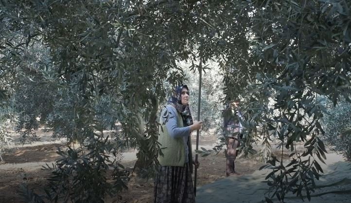 Zeytin hasadı mesaisi sürüyor