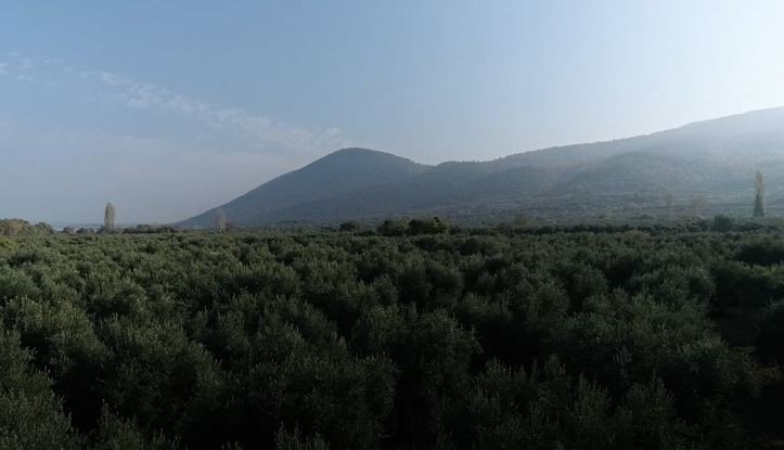 Zeytin hasadı mesaisi sürüyor
