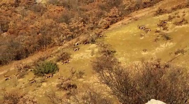 Elazığ’da dağ keçileri sürü halinde görüntülendi