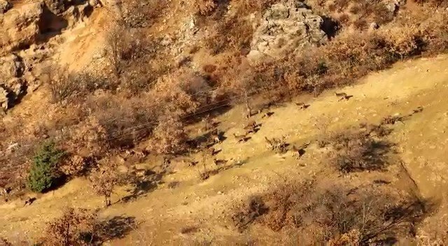 Elazığ’da dağ keçileri sürü halinde görüntülendi