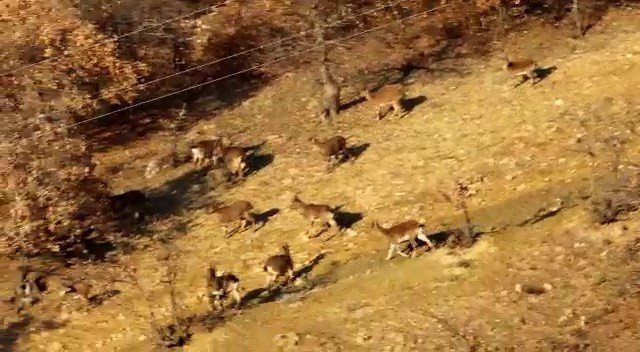 Elazığ’da dağ keçileri sürü halinde görüntülendi