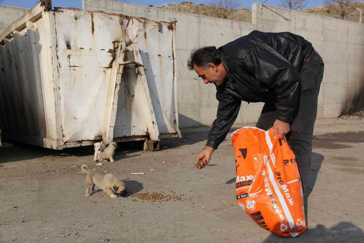 Sokak hayvanları için doğaya yem bıraktılar