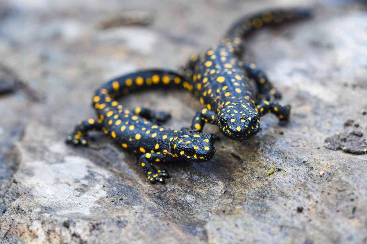 Bitlis’te Anadolu benekli semenderi ailesi görüntülendi