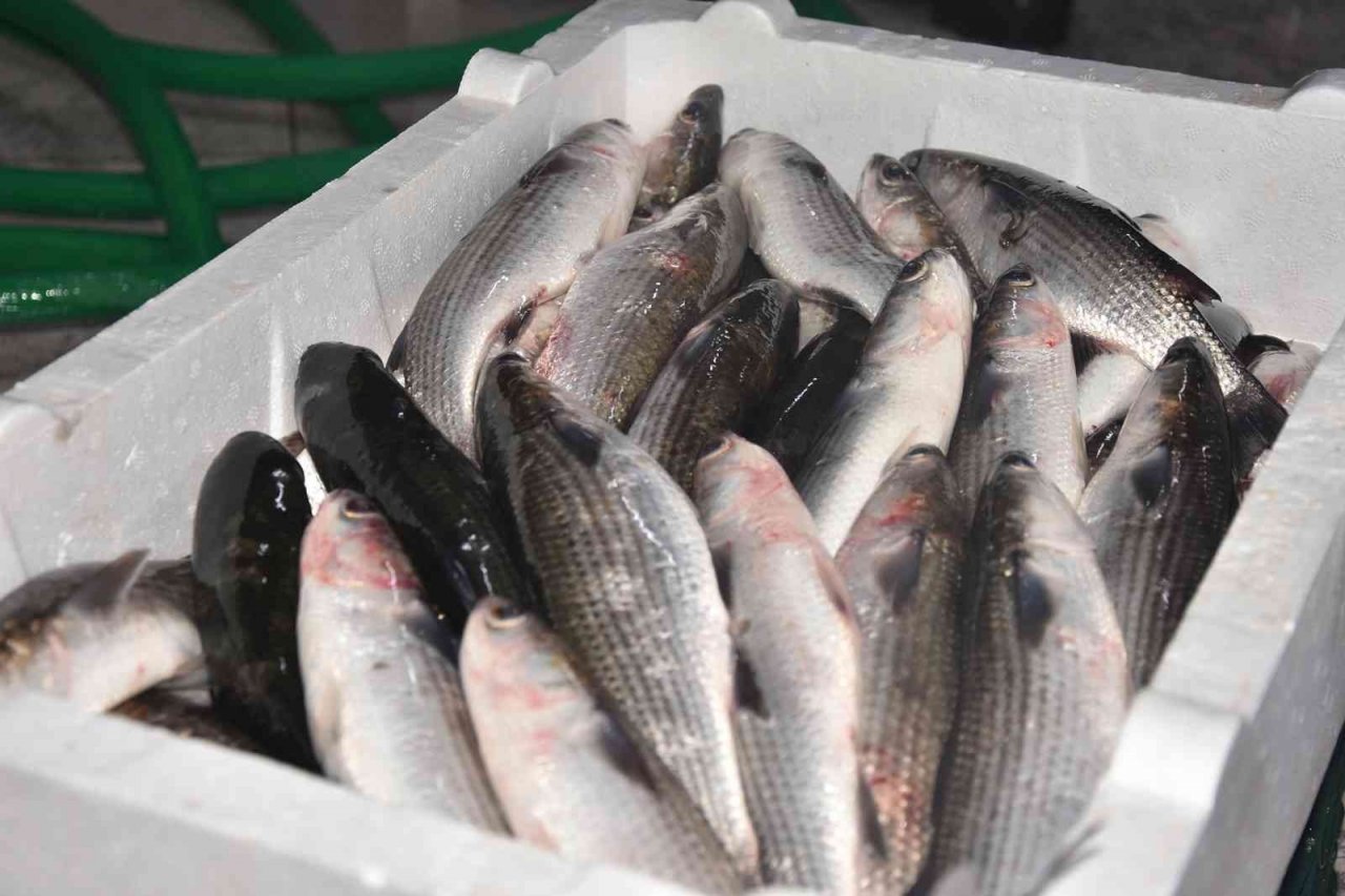 Dalyan kefali kilosu 50 liradan satılıyor